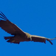 Condors and more - Colca Canyon